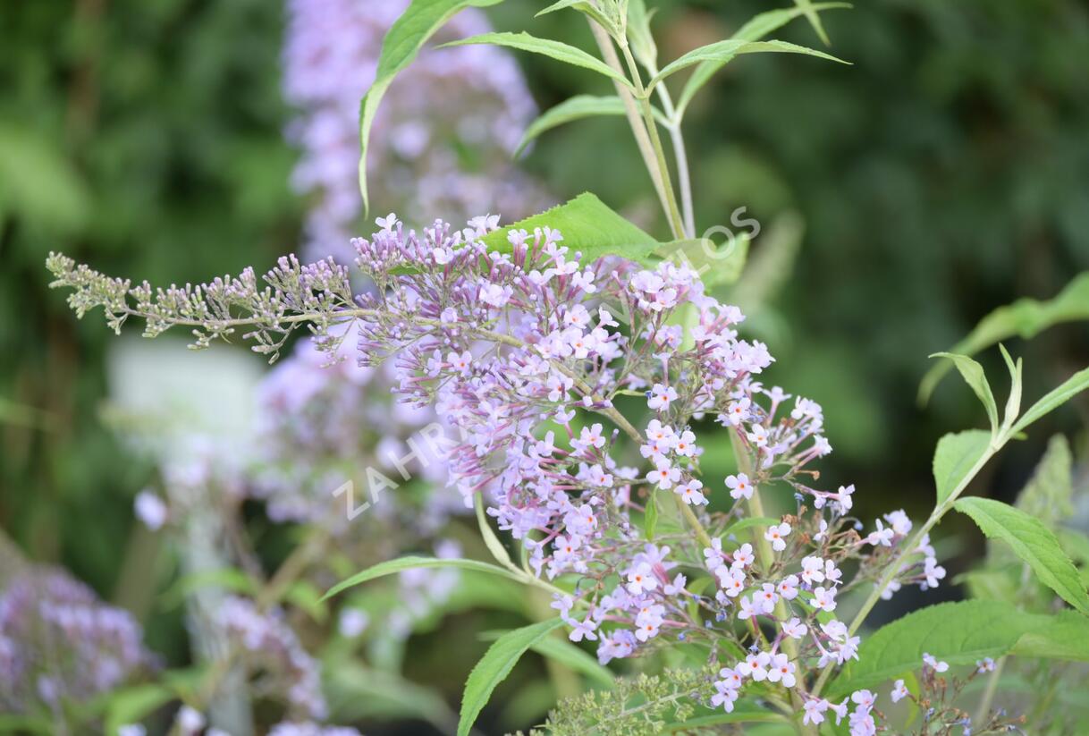 Motýlí keř, Komule Davidova 'Gulliver' - Buddleja davidii 'Gulliver'