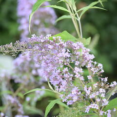 Motýlí keř, Komule Davidova 'Gulliver' - Buddleja davidii 'Gulliver'
