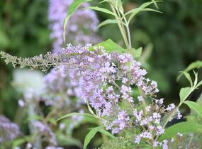 Motýlí keř, Komule Davidova 'Gulliver' - Buddleja davidii 'Gulliver'