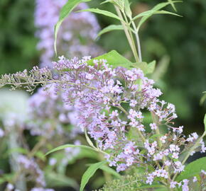 Motýlí keř, Komule Davidova 'Gulliver' - Buddleja davidii 'Gulliver'