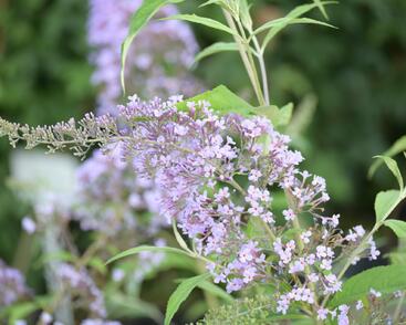 Motýlí keř, Komule Davidova 'Gulliver'