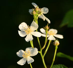 Růže plazivá - Rosa arvensis