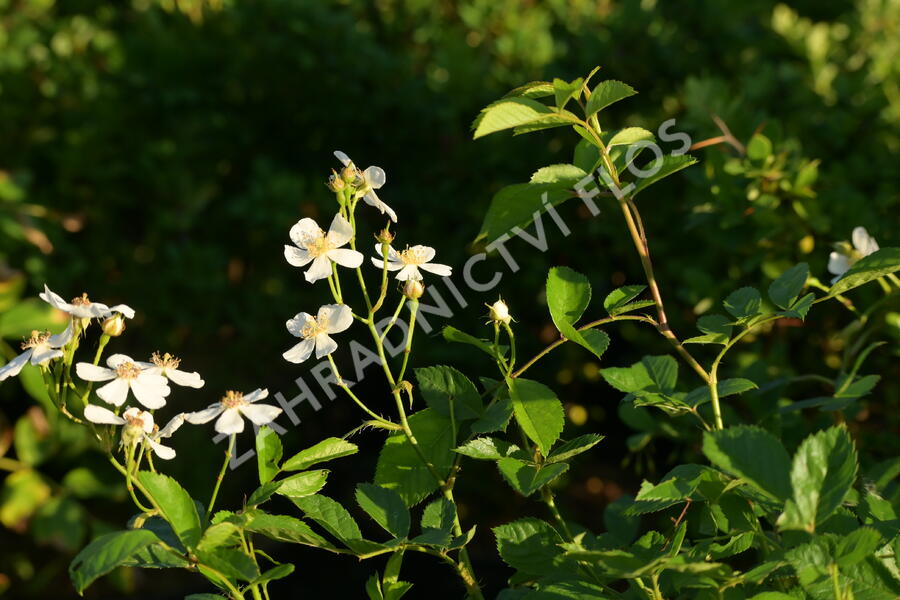 Růže plazivá - Rosa arvensis