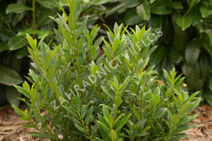 Bobkovišeň lékařská 'Gajo' - Prunus laurocerasus 'Gajo'