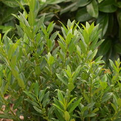 Bobkovišeň lékařská 'Gajo' - Prunus laurocerasus 'Gajo'