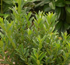 Bobkovišeň lékařská 'Gajo' - Prunus laurocerasus 'Gajo'