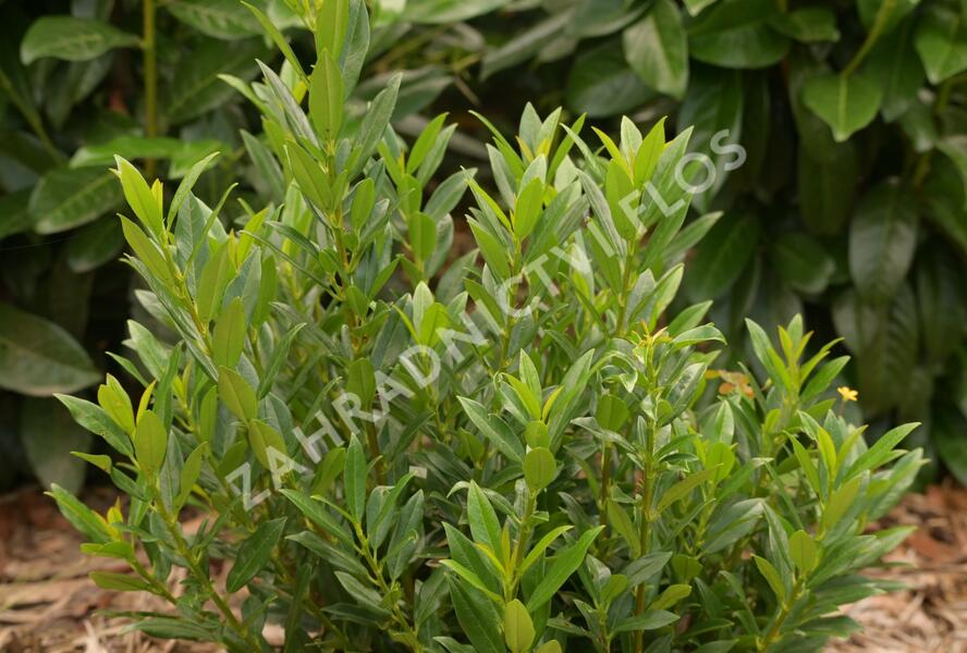 Bobkovišeň lékařská 'Gajo' - Prunus laurocerasus 'Gajo'