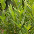 Bobkovišeň lékařská 'Gajo' - Prunus laurocerasus 'Gajo'