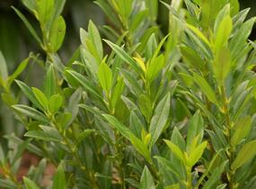 Bobkovišeň lékařská 'Gajo' - Prunus laurocerasus 'Gajo'