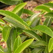 Bobkovišeň lékařská 'Mount Vernon' - Prunus laurocerasus 'Mount Vernon'