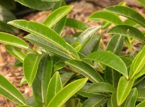 Bobkovišeň lékařská 'Mount Vernon' - Prunus laurocerasus 'Mount Vernon'