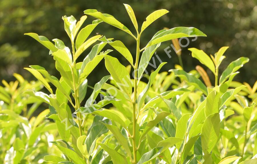 Bobkovišeň lékařská 'Mount Vernon' - Prunus laurocerasus 'Mount Vernon'