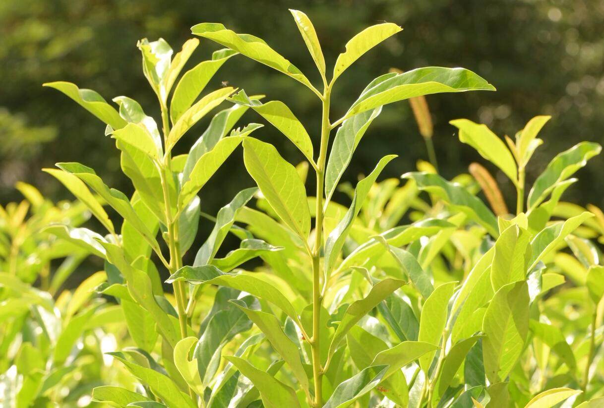 Bobkovišeň lékařská 'Mount Vernon' - Prunus laurocerasus 'Mount Vernon'