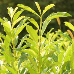 Bobkovišeň lékařská 'Mount Vernon' - Prunus laurocerasus 'Mount Vernon'