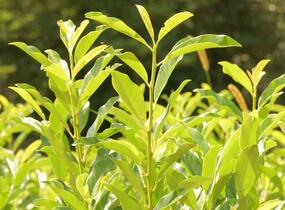 Bobkovišeň lékařská 'Mount Vernon' - Prunus laurocerasus 'Mount Vernon'