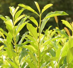 Bobkovišeň lékařská 'Mount Vernon' - Prunus laurocerasus 'Mount Vernon'