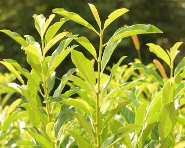 Bobkovišeň lékařská 'Mount Vernon'