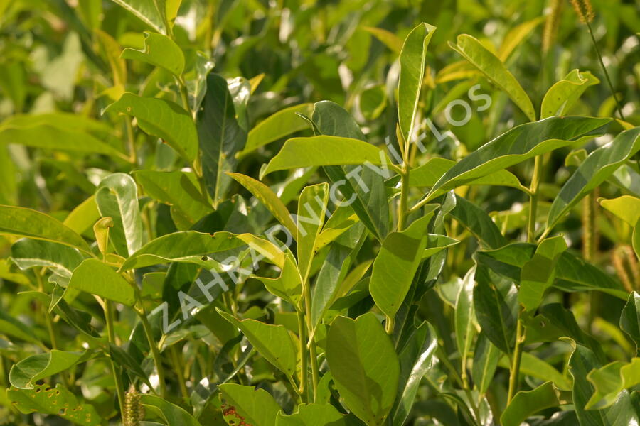 Bobkovišeň lékařská 'Mount Vernon' - Prunus laurocerasus 'Mount Vernon'