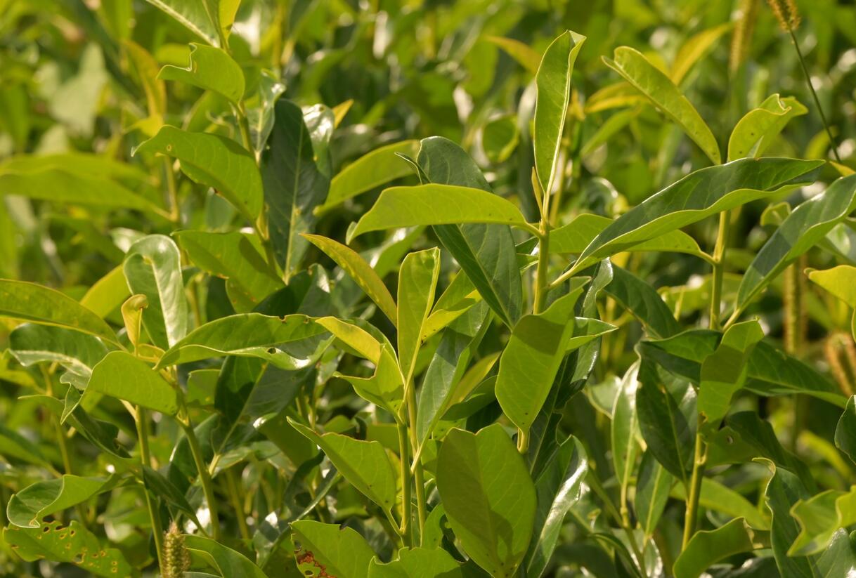 Bobkovišeň lékařská 'Mount Vernon' - Prunus laurocerasus 'Mount Vernon'