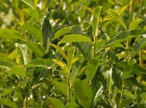 Bobkovišeň lékařská 'Mount Vernon' - Prunus laurocerasus 'Mount Vernon'