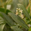 Bobkovišeň lékařská 'Zabeliana' - Prunus laurocerasus 'Zabeliana'