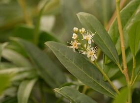 Bobkovišeň lékařská 'Zabeliana' - Prunus laurocerasus 'Zabeliana'