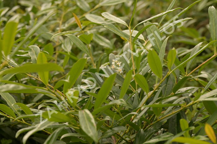 Bobkovišeň lékařská 'Zabeliana' - Prunus laurocerasus 'Zabeliana'