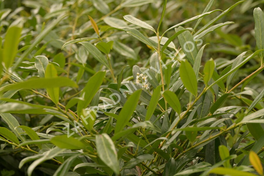 Bobkovišeň lékařská 'Zabeliana' - Prunus laurocerasus 'Zabeliana'