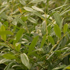 Bobkovišeň lékařská 'Zabeliana' - Prunus laurocerasus 'Zabeliana'