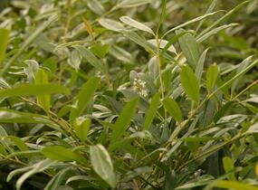 Bobkovišeň lékařská 'Zabeliana' - Prunus laurocerasus 'Zabeliana'