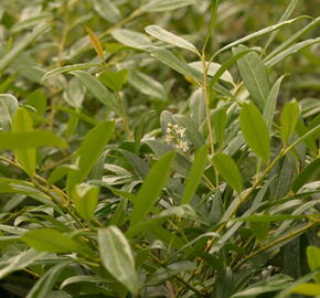 Bobkovišeň lékařská 'Zabeliana' - Prunus laurocerasus 'Zabeliana'