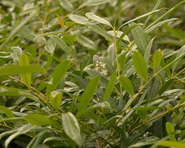 Bobkovišeň lékařská 'Zabeliana'