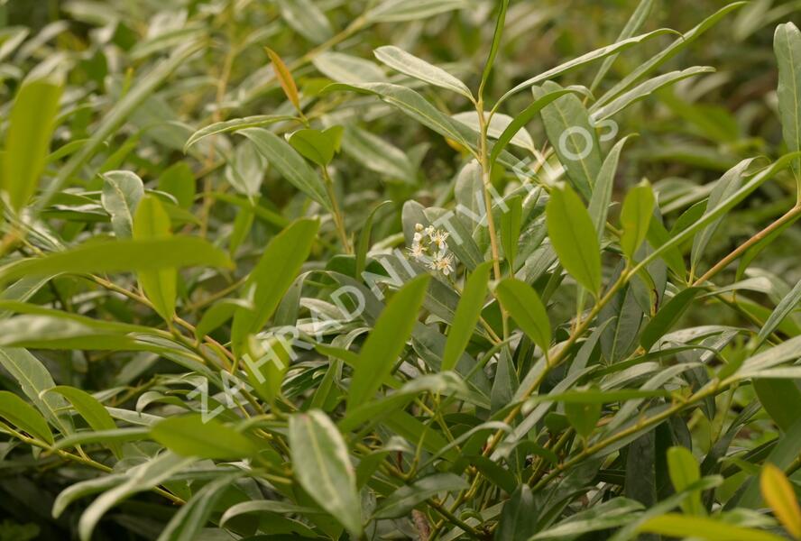 Bobkovišeň lékařská 'Zabeliana' - Prunus laurocerasus 'Zabeliana'