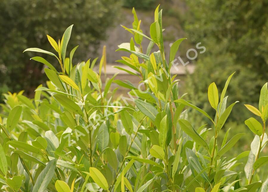Bobkovišeň lékařská 'Herbergii' - Prunus laurocerasus 'Herbergii'