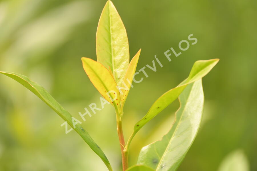 Bobkovišeň lékařská 'Herbergii' - Prunus laurocerasus 'Herbergii'