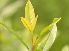 Bobkovišeň lékařská 'Herbergii' - Prunus laurocerasus 'Herbergii'