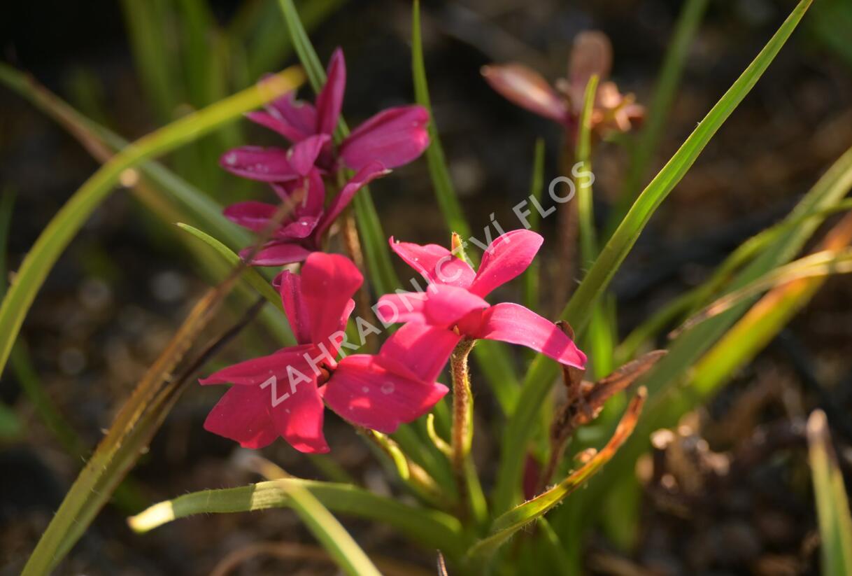 Rodohypoxis 'Beverly' - Rhodohypoxis 'Beverly'