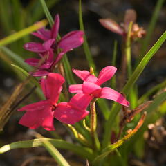 Rodohypoxis 'Beverly' - Rhodohypoxis 'Beverly'