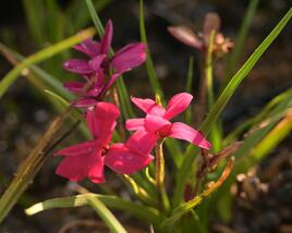 Rodohypoxis 'Beverly'