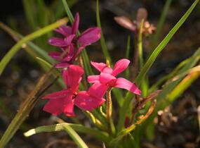 Rodohypoxis 'Beverly' - Rhodohypoxis 'Beverly'