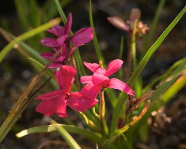 Rodohypoxis 'Beverly'