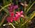 Rodohypoxis 'Beverly'