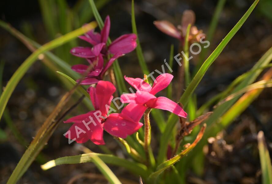 Rodohypoxis 'Beverly' - Rhodohypoxis 'Beverly'