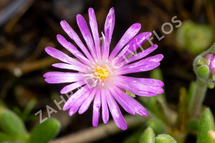 Kosmatec aberdeense 'Hot Pink' - Delosperma aberdeense 'Hot Pink'