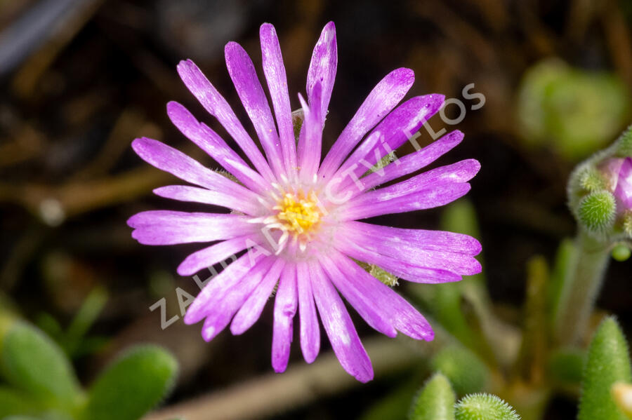 Kosmatec aberdeense 'Hot Pink' - Delosperma aberdeense 'Hot Pink'