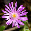 Kosmatec aberdeense 'Hot Pink' - Delosperma aberdeense 'Hot Pink'