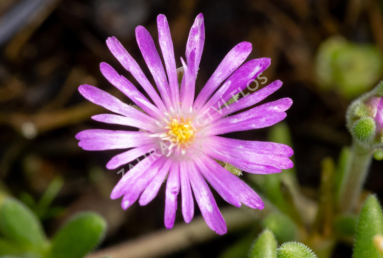 Kosmatec aberdénský 'Hot Pink' - Delosperma aberdeense 'Hot Pink'