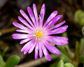 Kosmatec aberdénský 'Hot Pink'