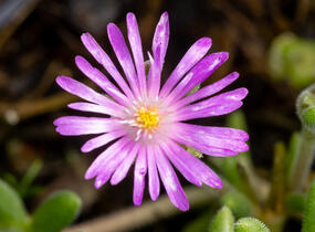 Kosmatec aberdénský 'Hot Pink' - Delosperma aberdeense 'Hot Pink'