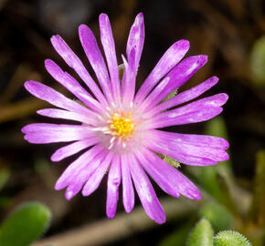 Kosmatec aberdeense 'Hot Pink' - Delosperma aberdeense 'Hot Pink'